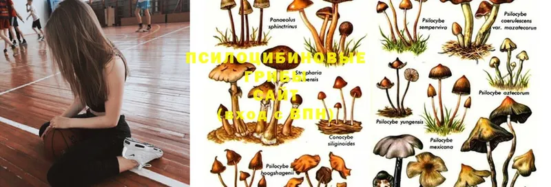 даркнет сайт  Инсар  shop клад  Псилоцибиновые грибы MAGIC MUSHROOMS 